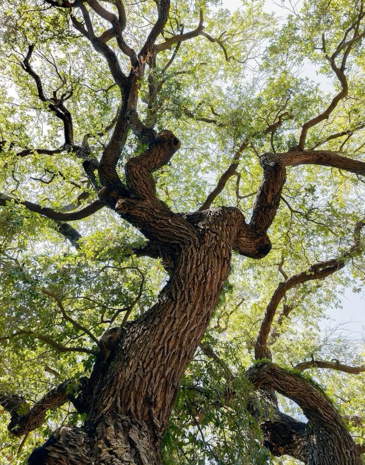 Oak Wood